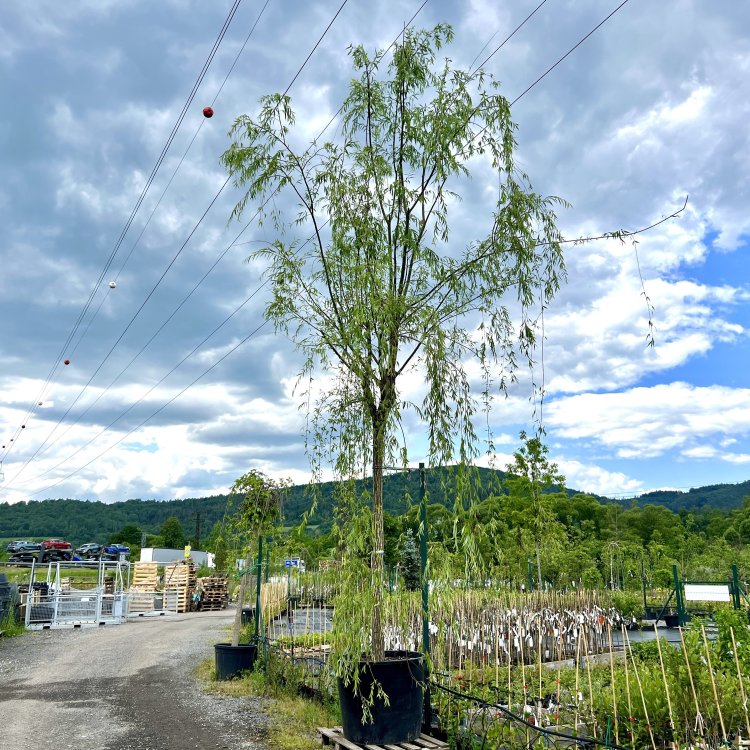 Vŕba babylonská (Salix Babylonica)  výška 600-700 cm, obvod kmeňa: 30/35 cm, kont. C300L - NA KMIENKU